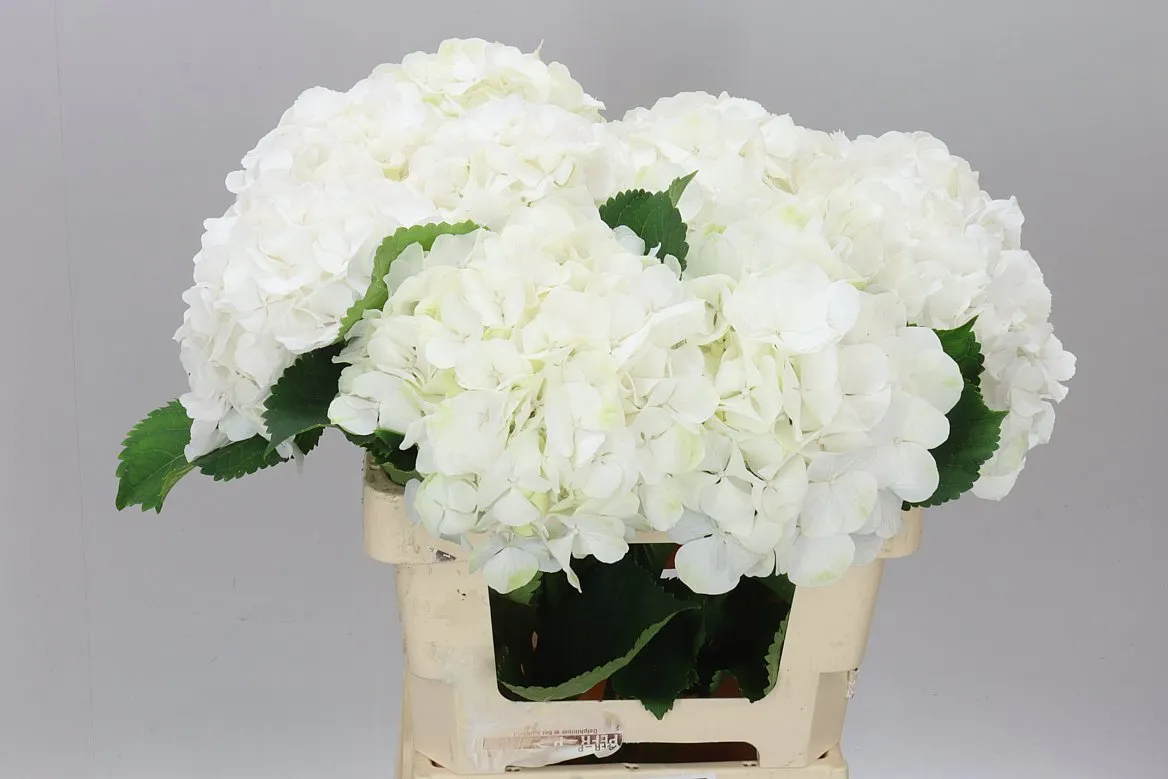 Hyd Verena White • 60 cm