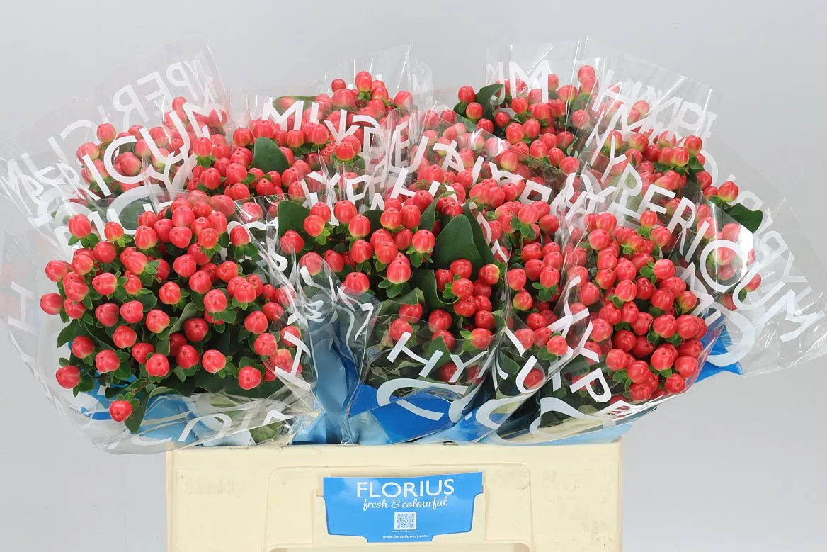 Hyperikum Coco Tango • 60 cm