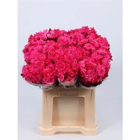 Chryzantéma trsová Baltica Red Glt • 70 cm