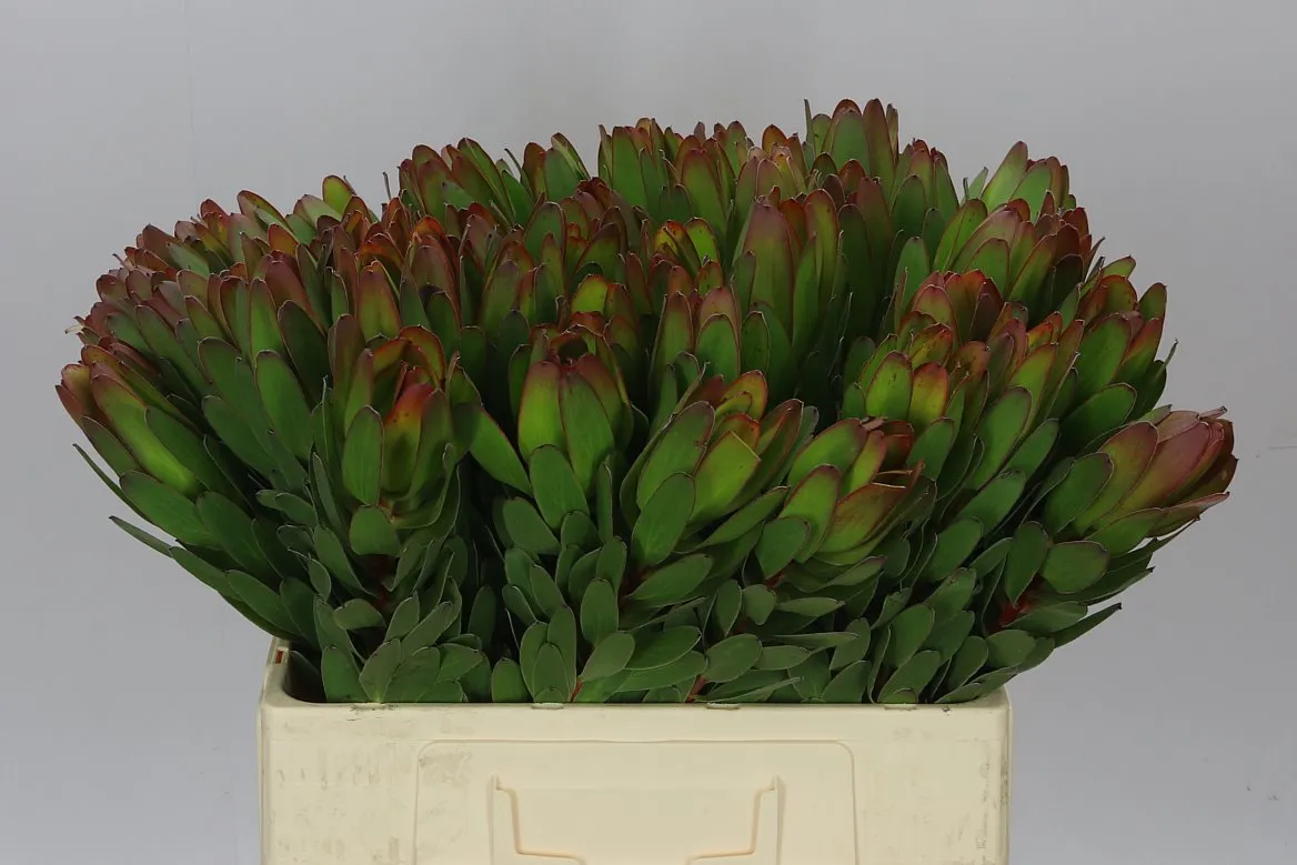 Leucadendron Laurel Yellow • 60 cm