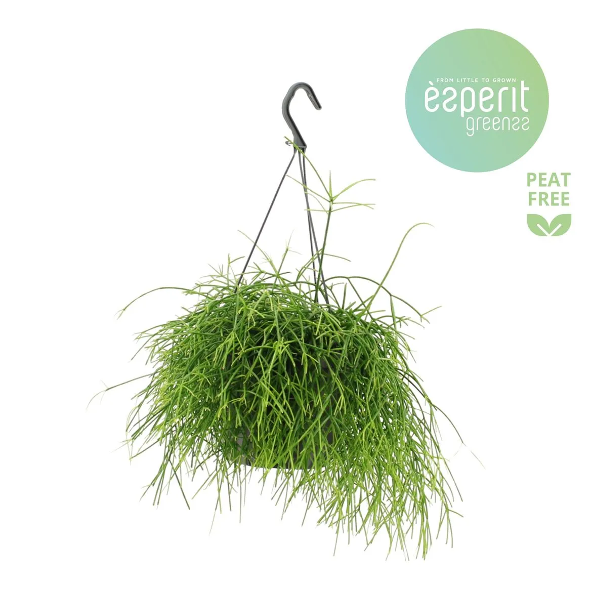 Rhipsalis Oasis Hangpot • črepník 17 cm