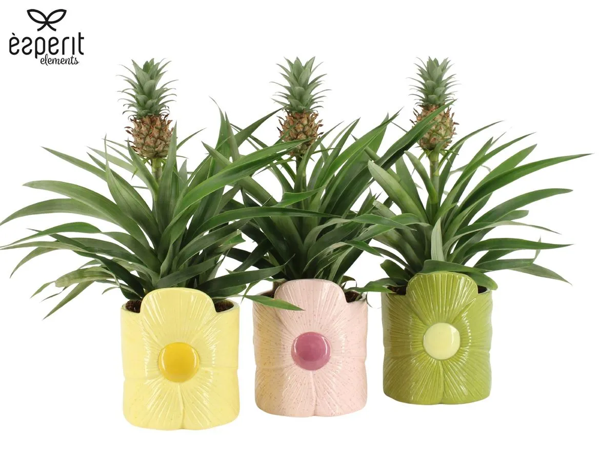 7503572: Reinvention Ananas Mi Amigo • črepník 12 cm