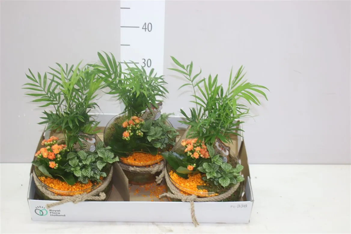 Arr Kamerplanten In Glas Met Touwstrik • črepník 20 cm