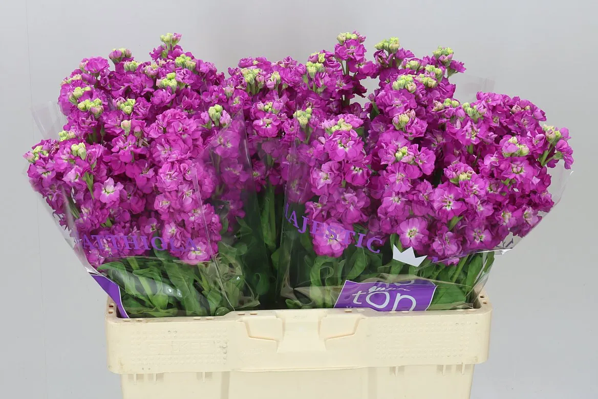Matthiola Cerise • 55 cm