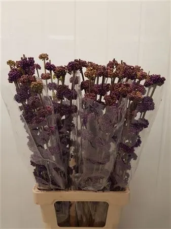 Callicarpa Gira • 80 cm