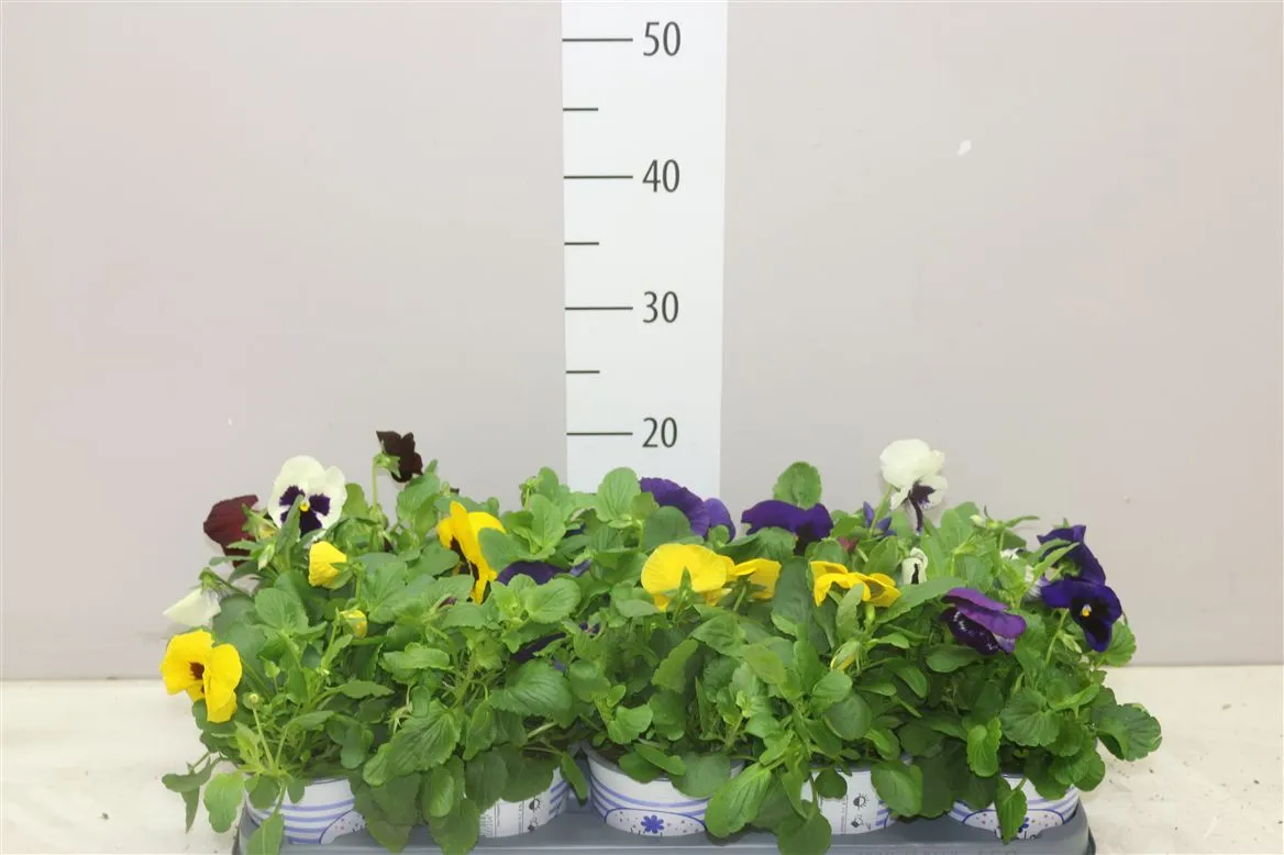 Viola Colo Gemengd • črepník 12 cm