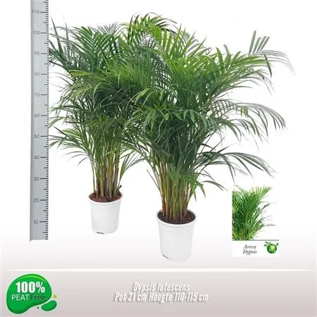 Chrysalidocarpus Areca • črepník 21 cm
