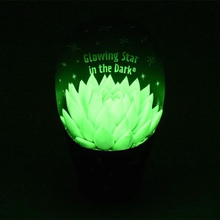 Echeveria Glow v obale The Dark • črepník 10,5 cm
