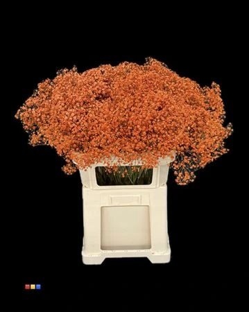Gypsofila Xlence Orange • 80 cm