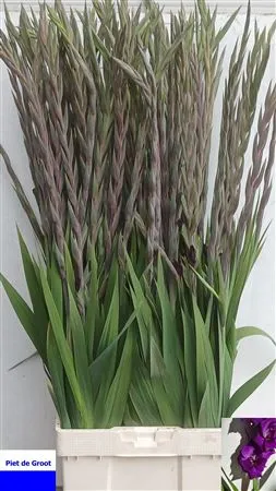 Glad Purple Flora • 115 cm