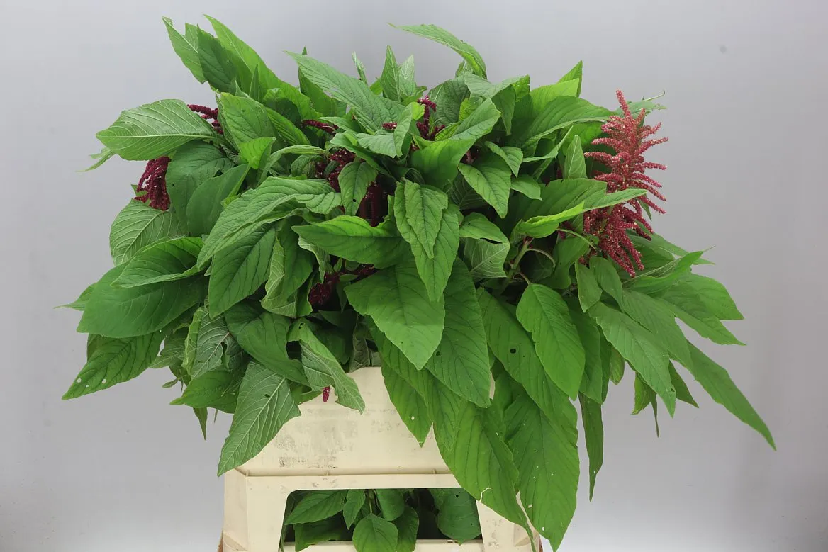 Amaranthus Ov Red • 80 cm
