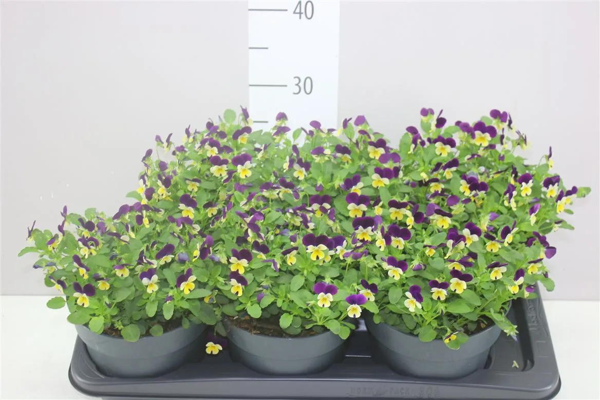 Viola Cornuta Lemon Purple • črepník 17 cm
