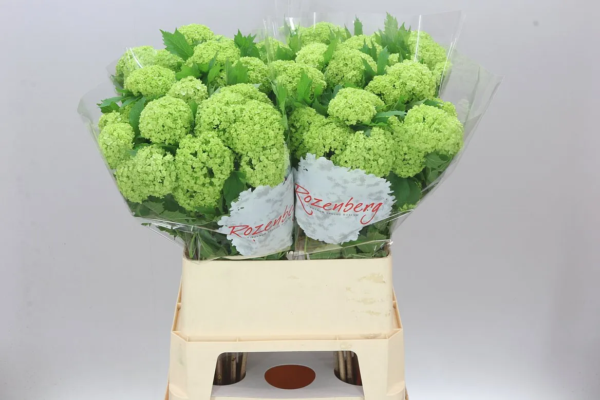 Viburnum Roseum • 80 cm