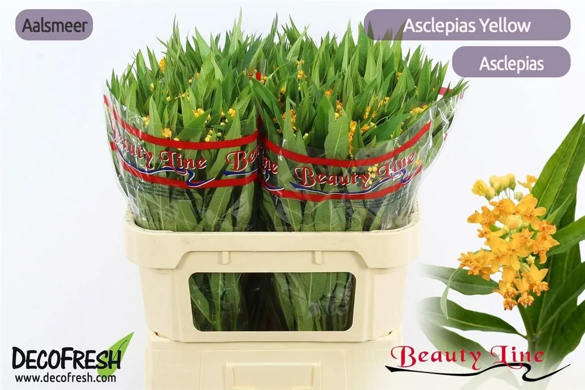 Asclepias Incarnata Yellow • 70 cm