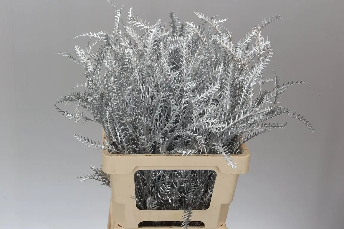 Ivanhoe Silver • 60 cm