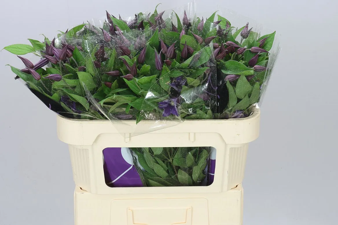 Clematis Blue Pirouette • 70 cm