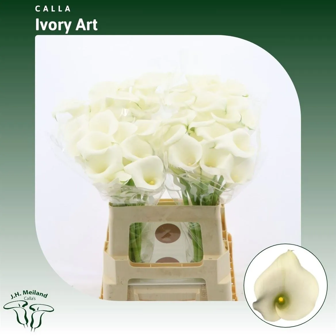 Kala Ivory Art • 60 cm