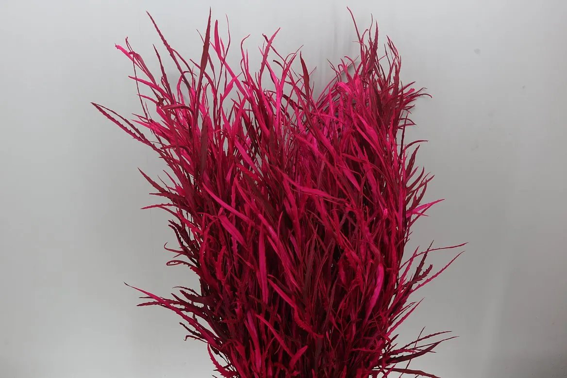 Grevilea Cerise • 80 cm