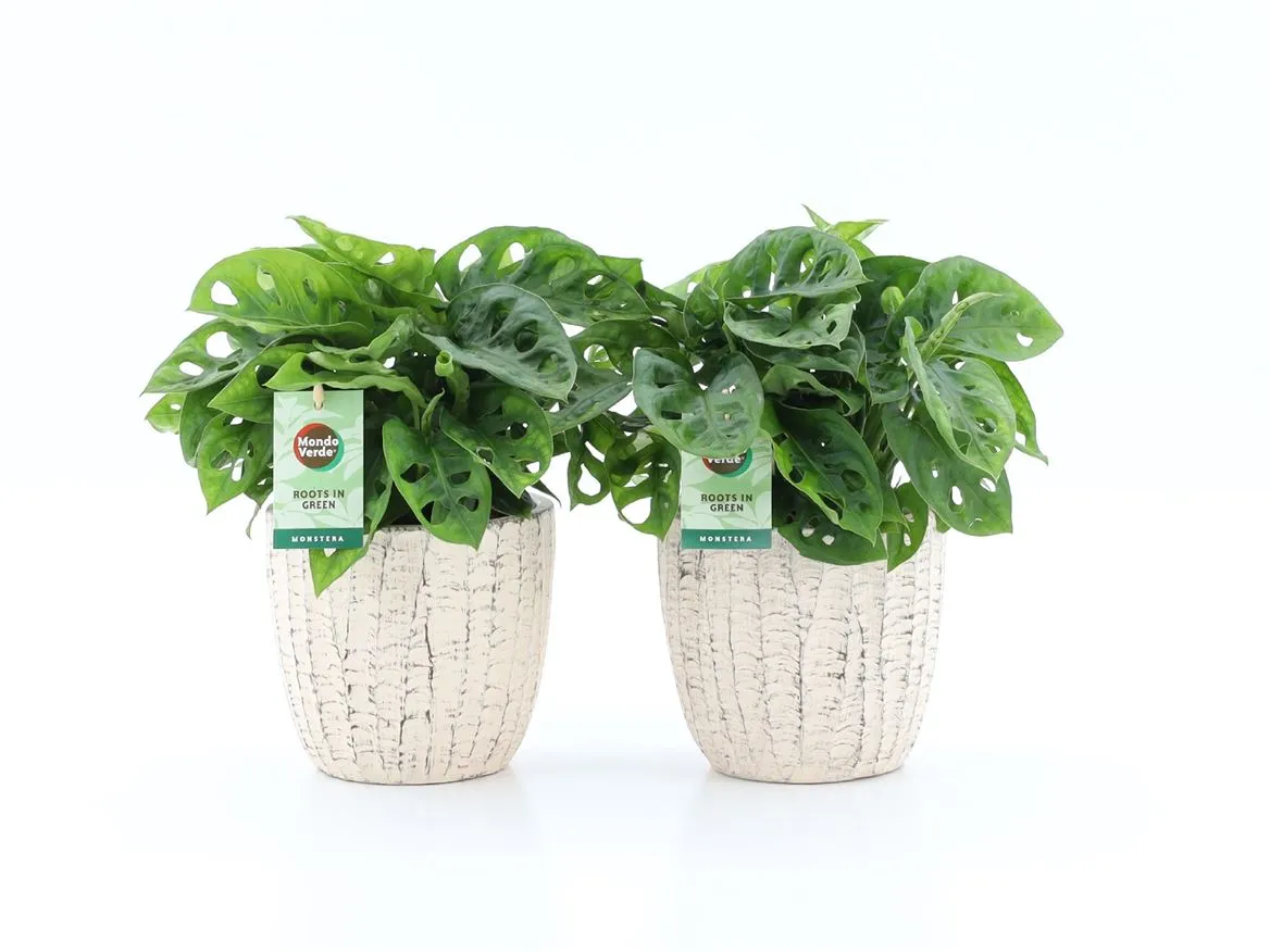 Monstera Adansonii v keramike Sculpture • črepník 13 cm