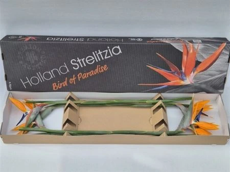 Strelícia • 80 cm