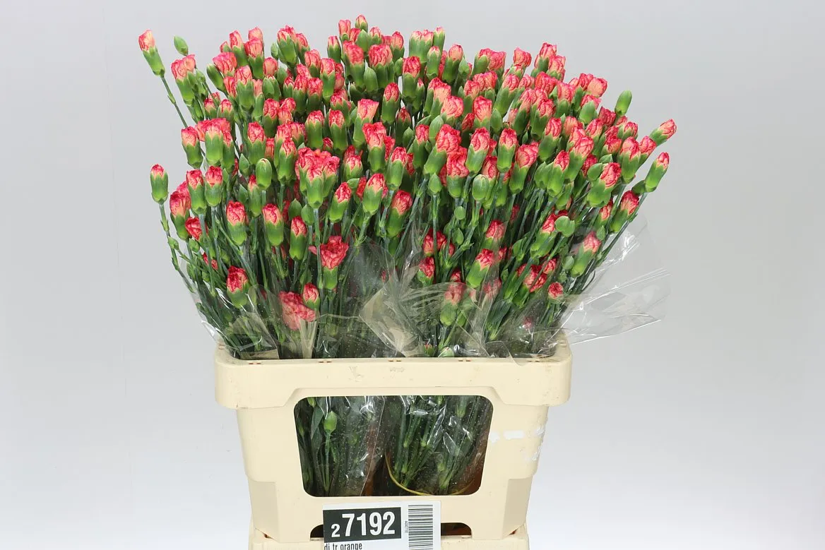 Di Tr Orange • 65 cm