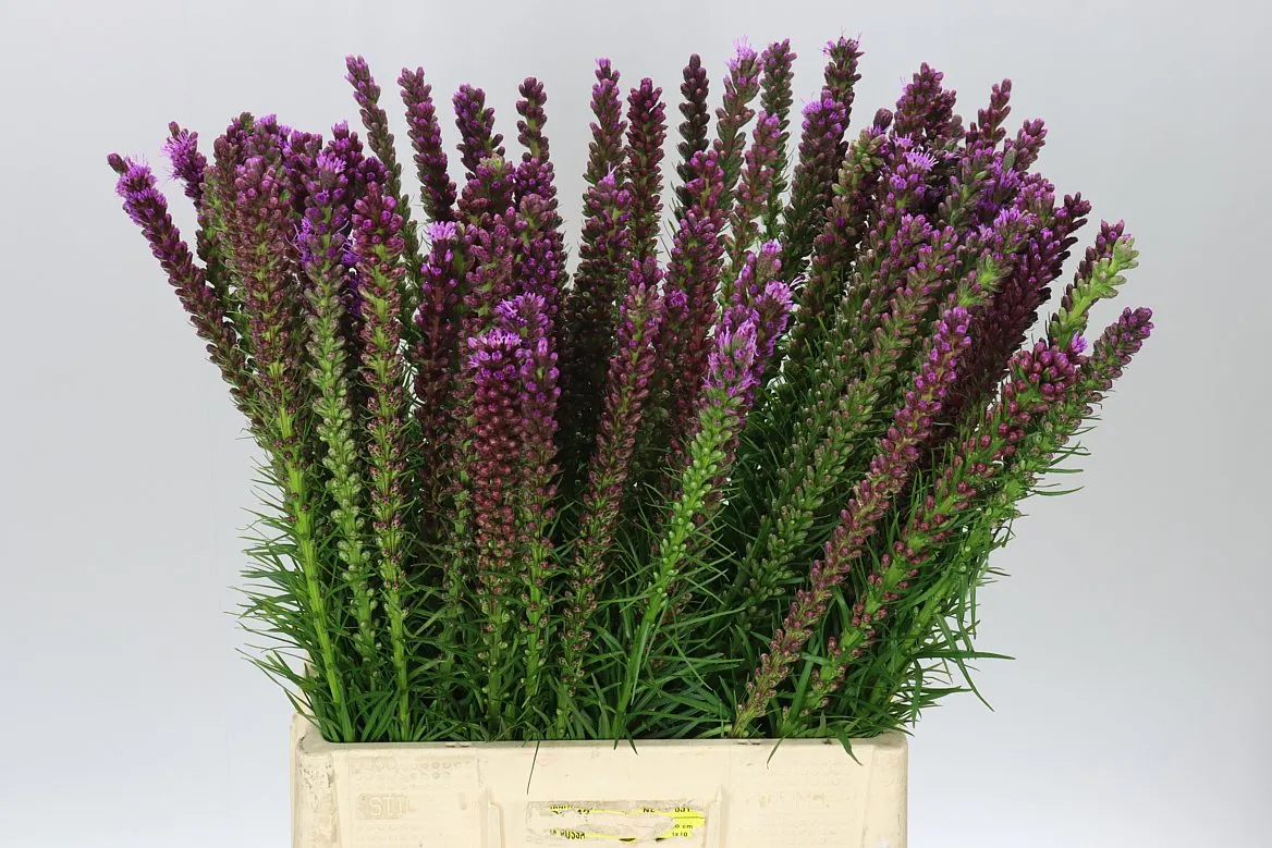 Liatris Spicata • 70 cm