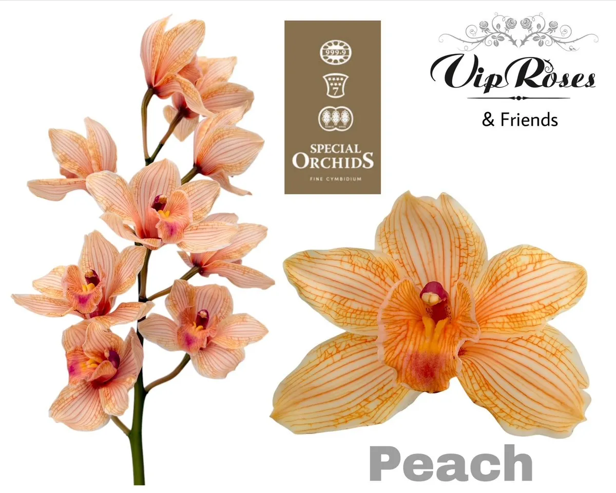 Cymb Dyed Peach • 80 cm