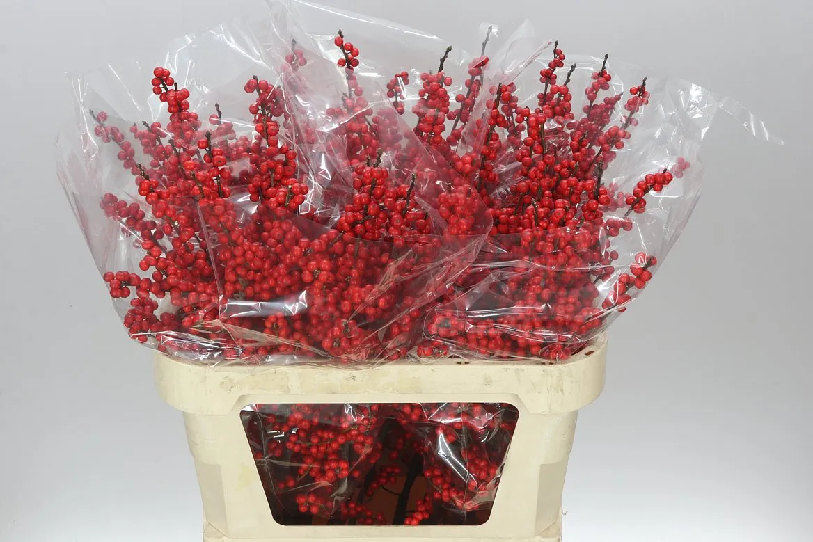 Ilex Verticillata • 80 cm