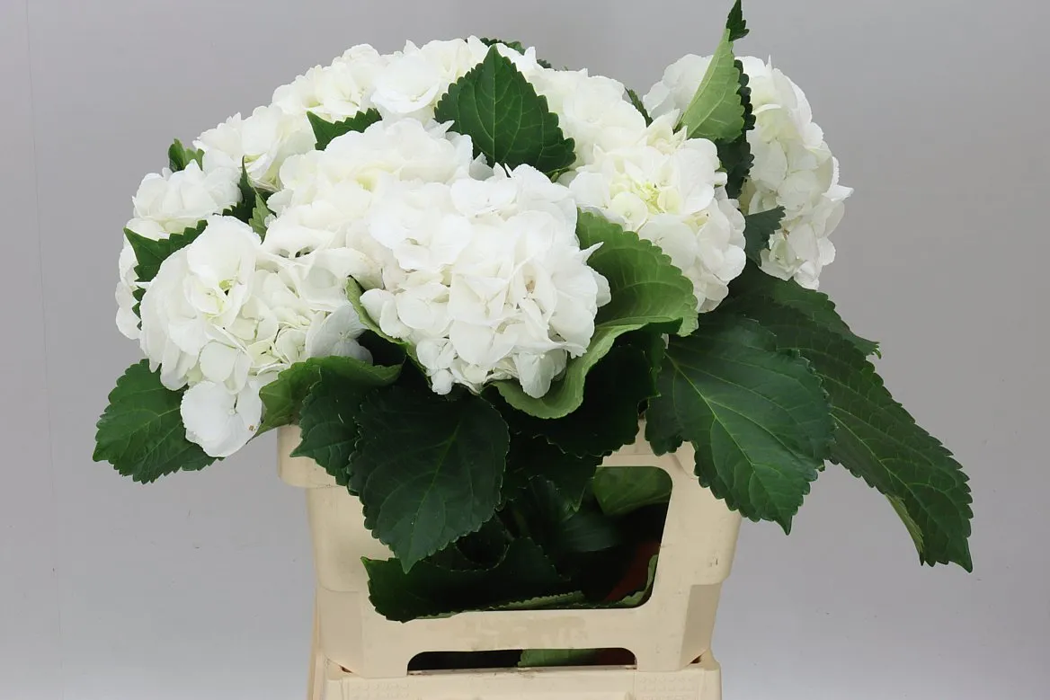 Hortenzia Schneeball • 60 cm