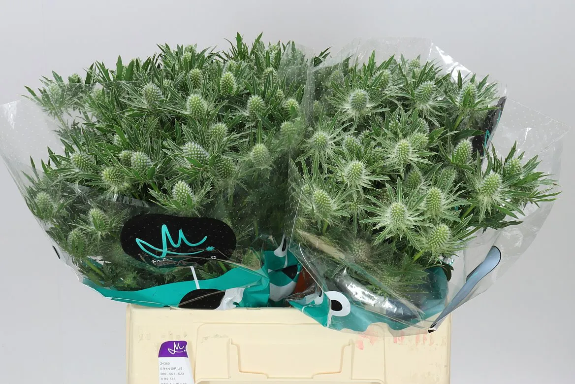 Eryngium Sirius • 60 cm
