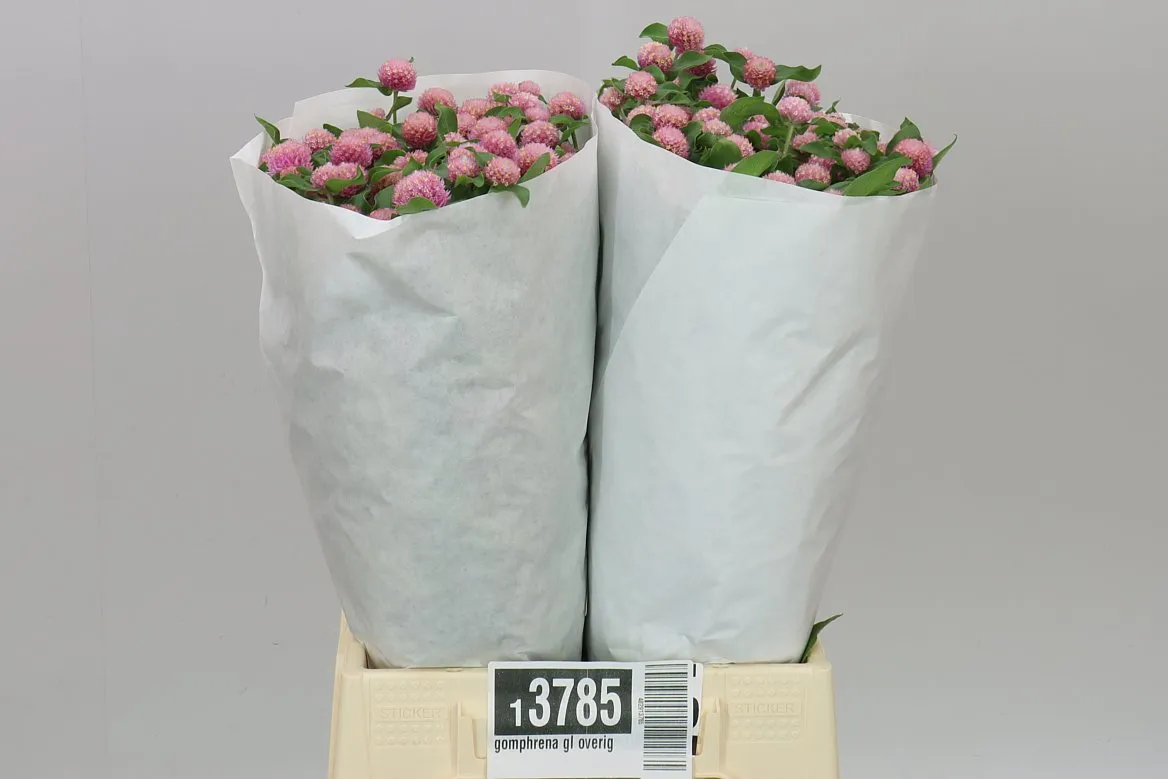 Gomphrena Gl. Pink • 50 cm