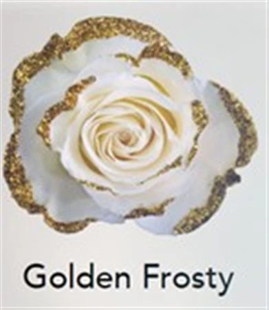 Ruža farbená Golden Frosty, Ekvádor • 50 cm