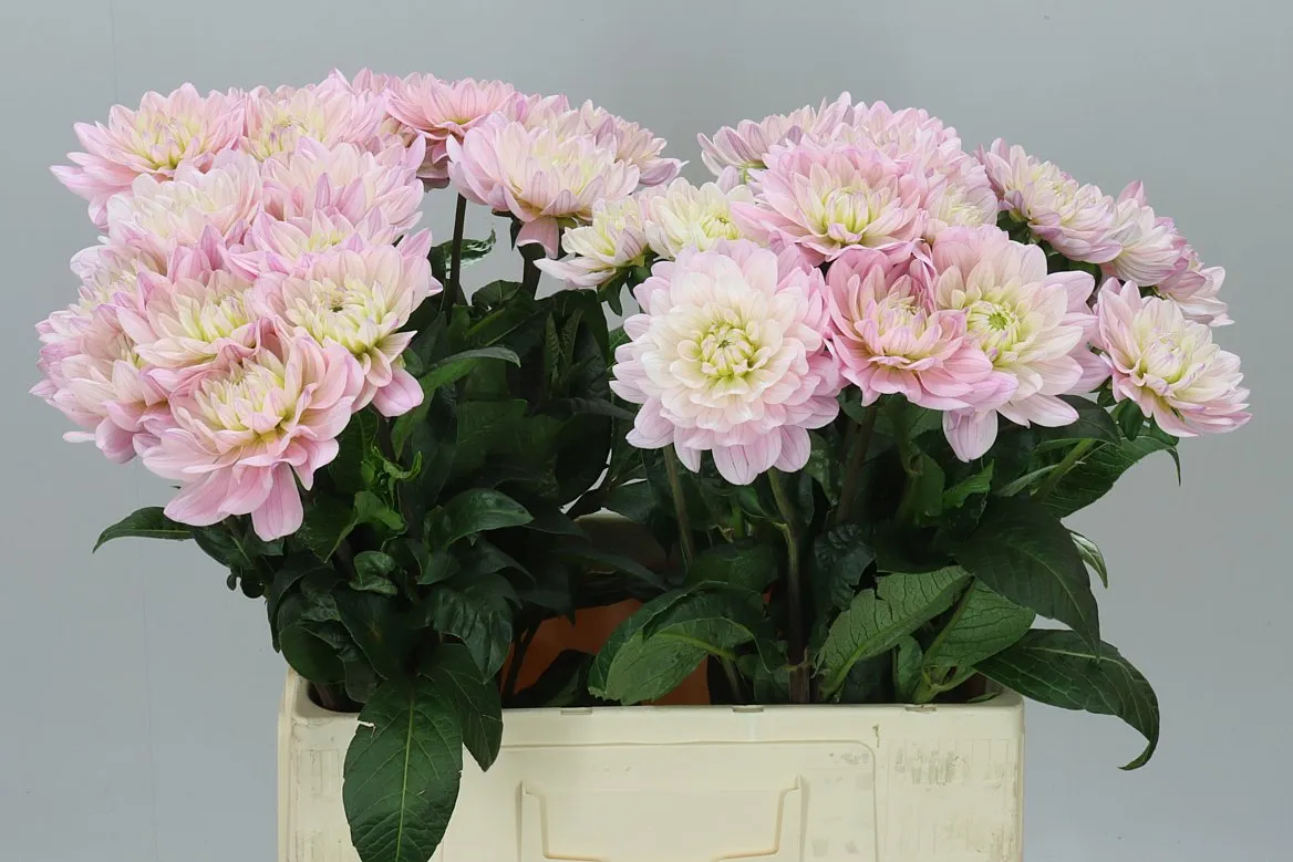 Dahlia Princess Kate • 55 cm