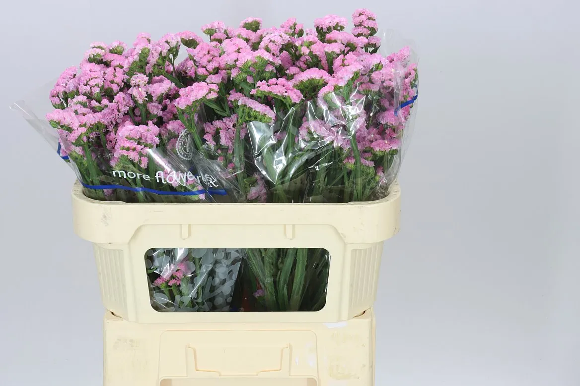 Limónium S Light Pink • 70 cm