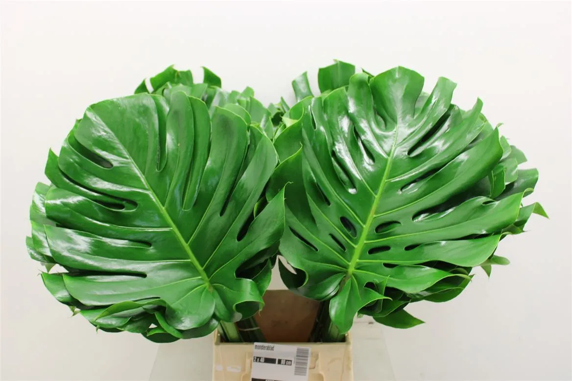 List monstery • 60 cm
