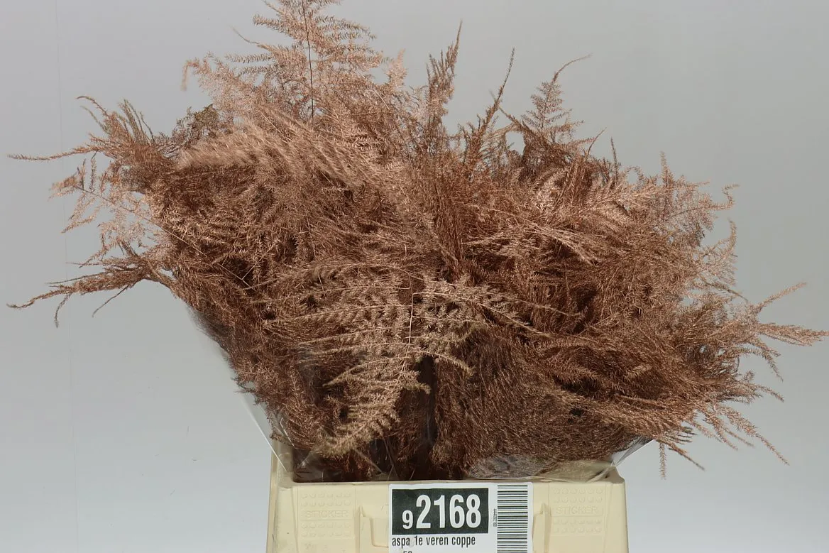 Asparágus 1e Veren Copper X50 • 45 cm