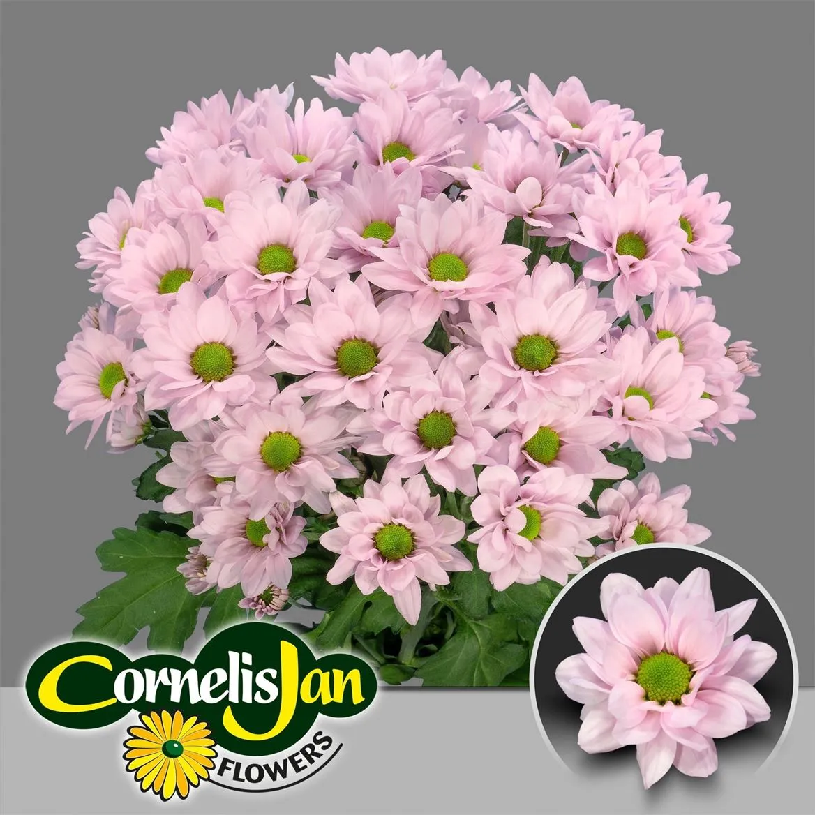Chr T Resq Rosy • 70 cm