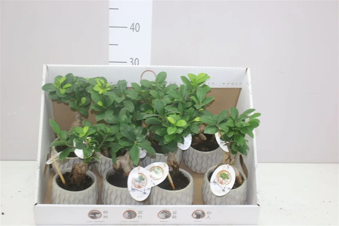 Fikus Ginseng v keramike • črepník 12 cm