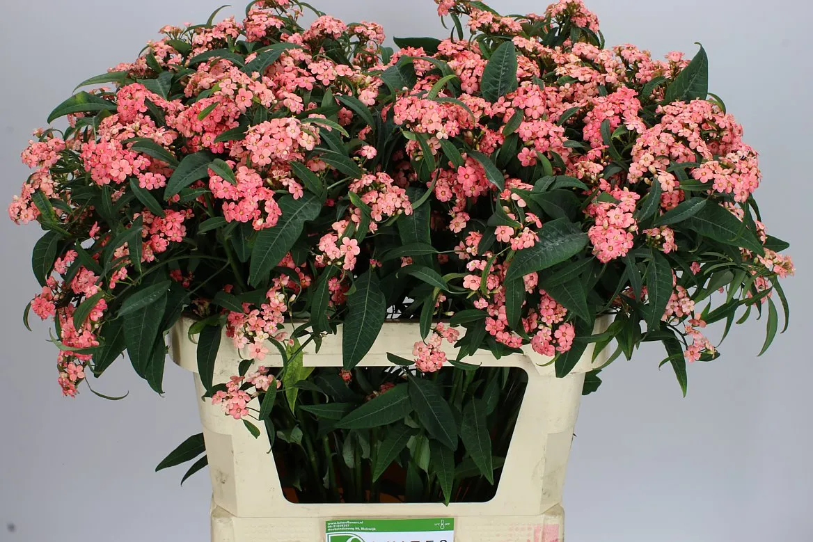 Euphorbia F T Pink Baron • 75 cm
