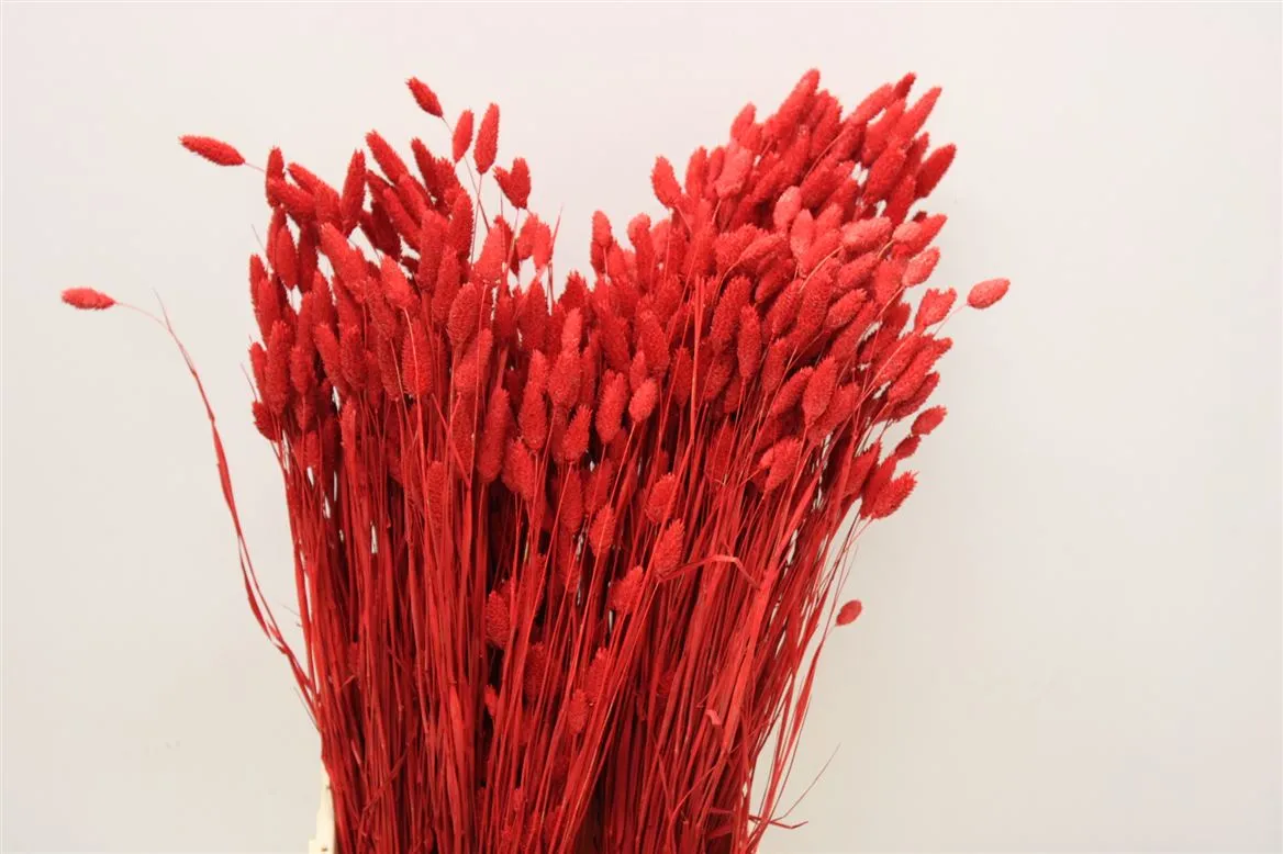 Phalaris Red, sušené • 60 cm