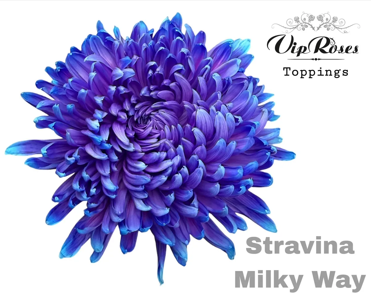 Chryzantéma veľkokvetá Stravina Milky Way • 65 cm