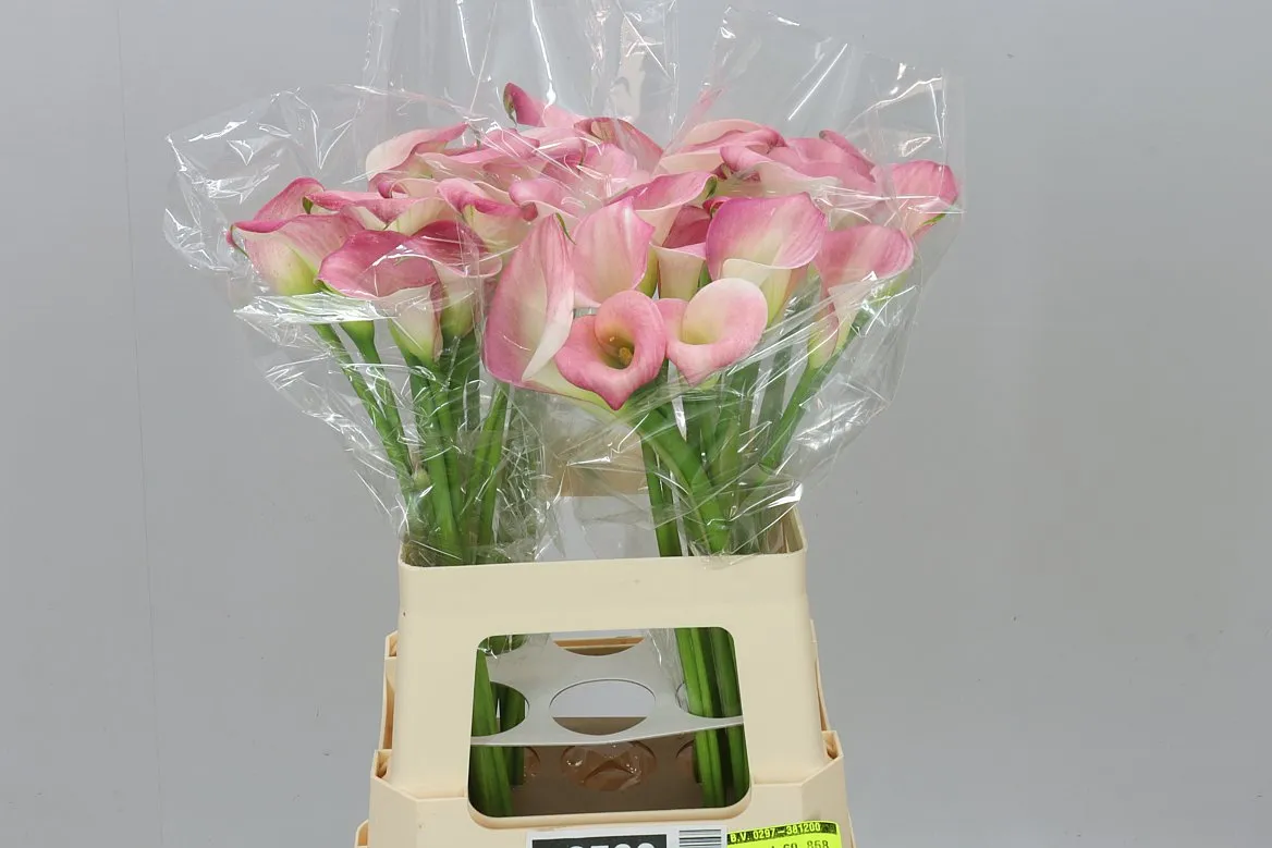 Kala Candy Dream • 60 cm