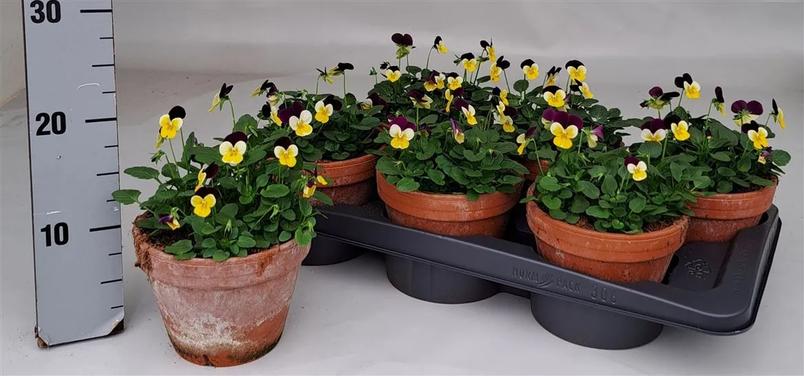 Viola Cornuta Yellow Wing Stenen Pot • črepník 15 cm