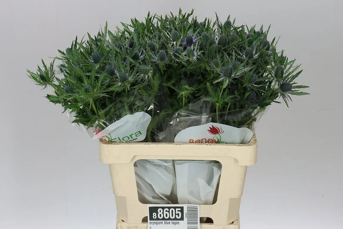 Eryngium Blue Lagoon • 60 cm