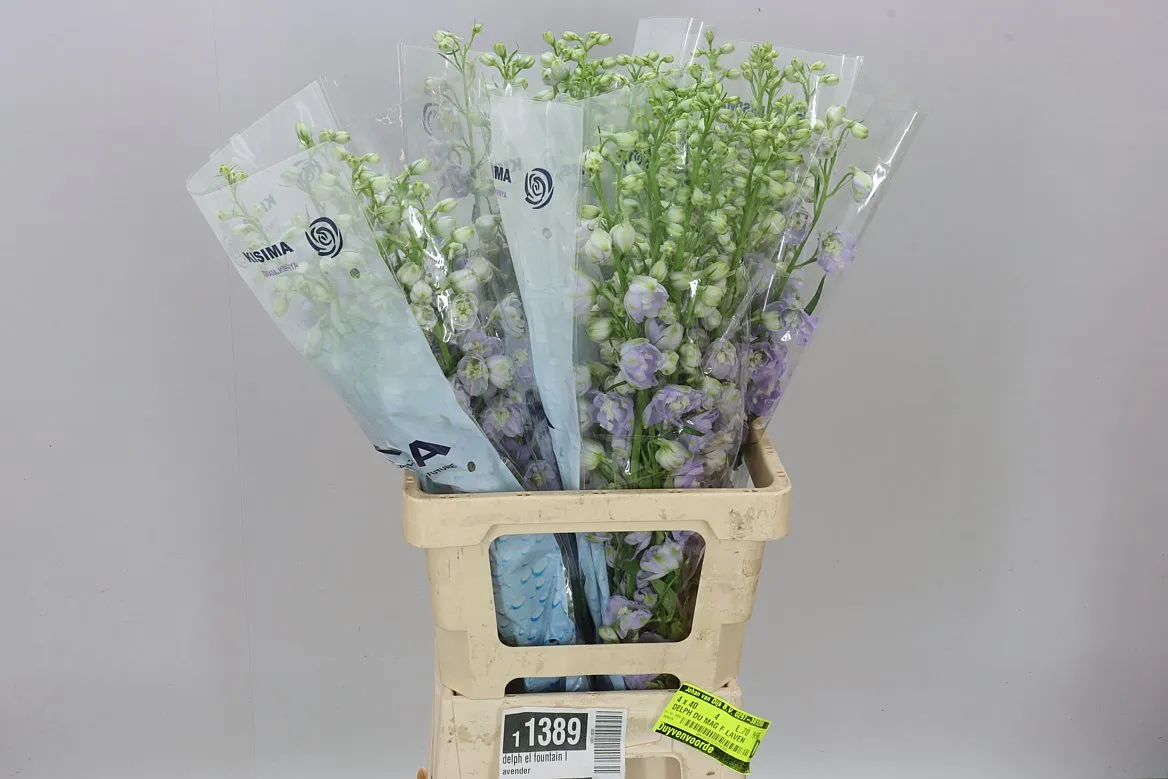 Stračonôžka Elatum Fountain Lavender • 70 cm