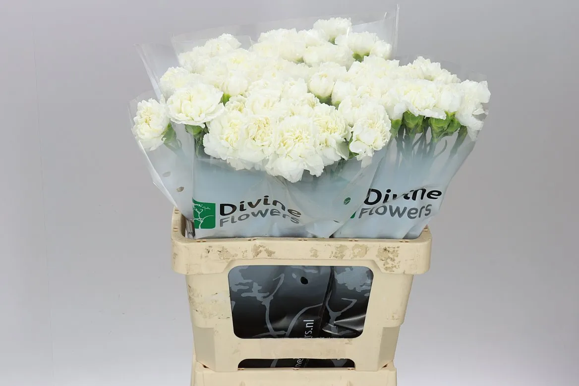 Di Hol. St Maruchi Bianco • 60 cm
