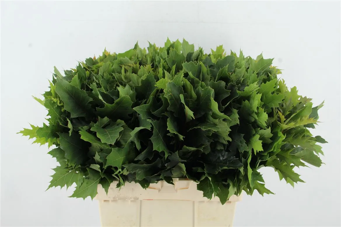 Quercus Rubra • 65 cm