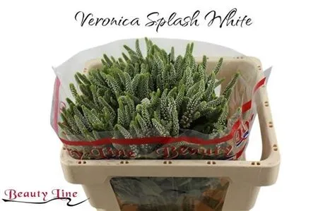 Veronica Spray Skyler White • 55 cm