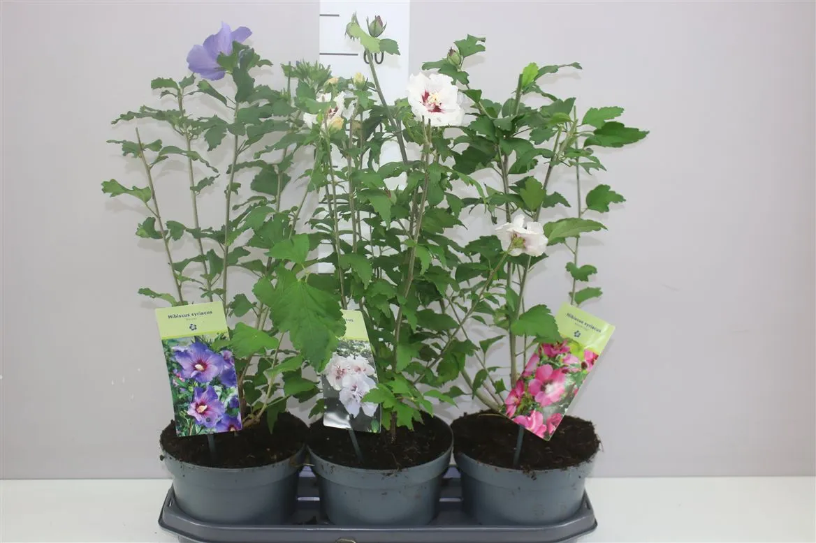 Hibiscus Syriacus Gemengd • črepník 19 cm