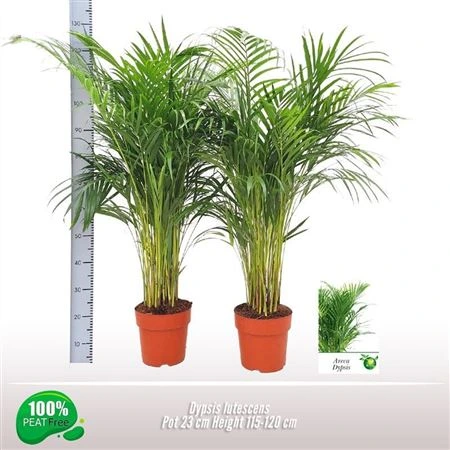 Chrysalidocarpus Areca • črepník 23 cm